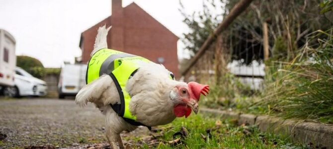 Exploring the Thrills of Chicken Road Casino in the UK Exploring the Thrills of Chicken Road Casino in the UK