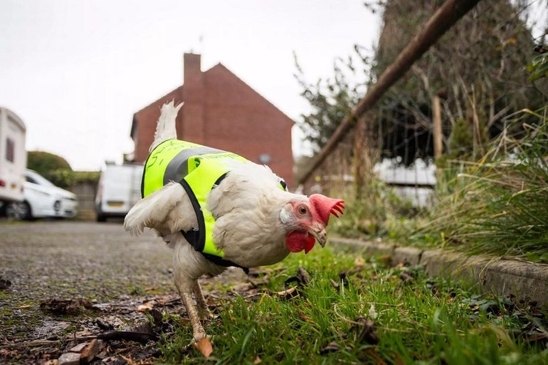 Chicken road game casino, chicken road game Chicken road game casino, chicken road game